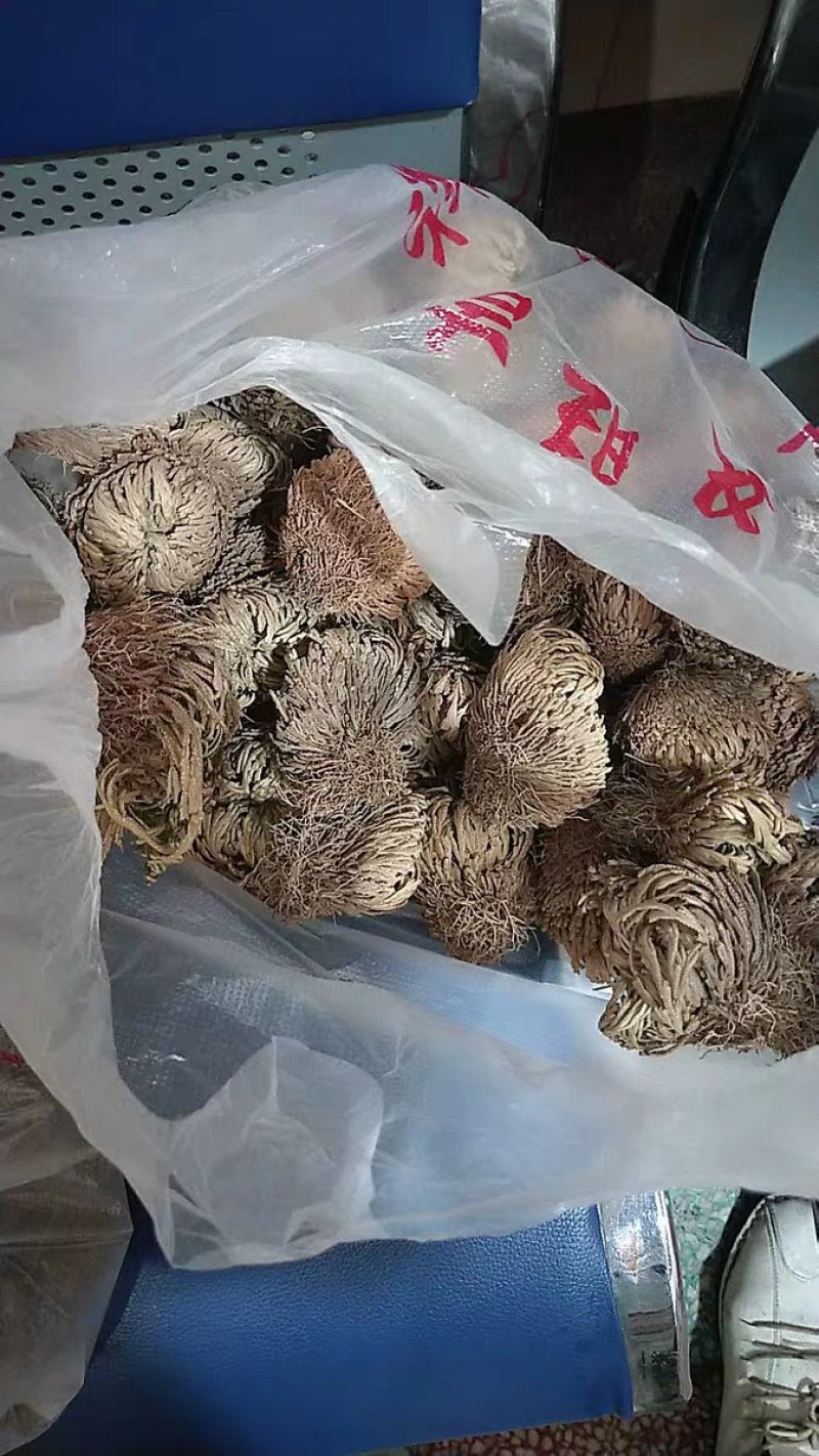 九死还魂草满卷柏农家初选农副产品11111
