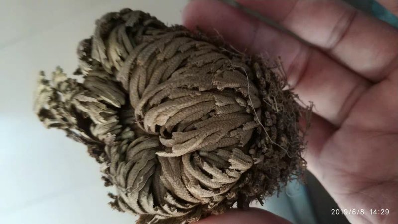 九死还魂草满卷柏农家初选农副产品11111