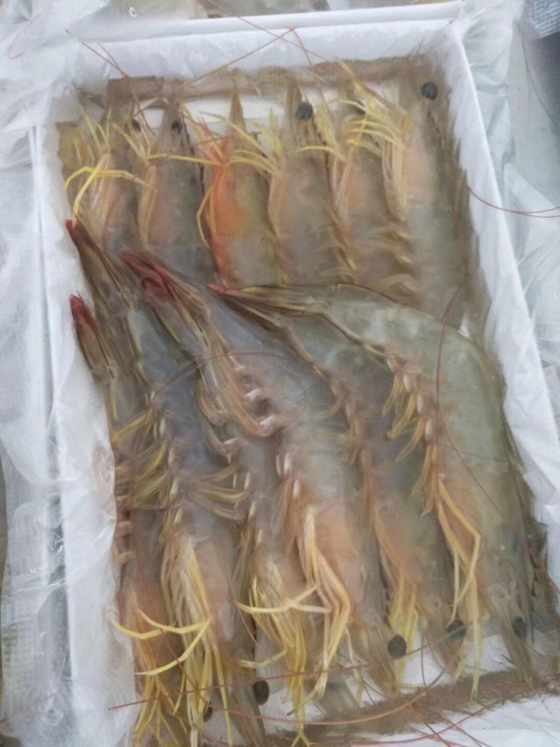 大明虾