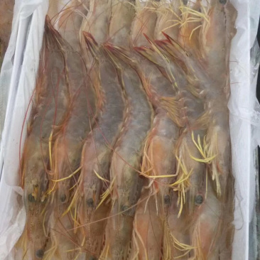 大明虾