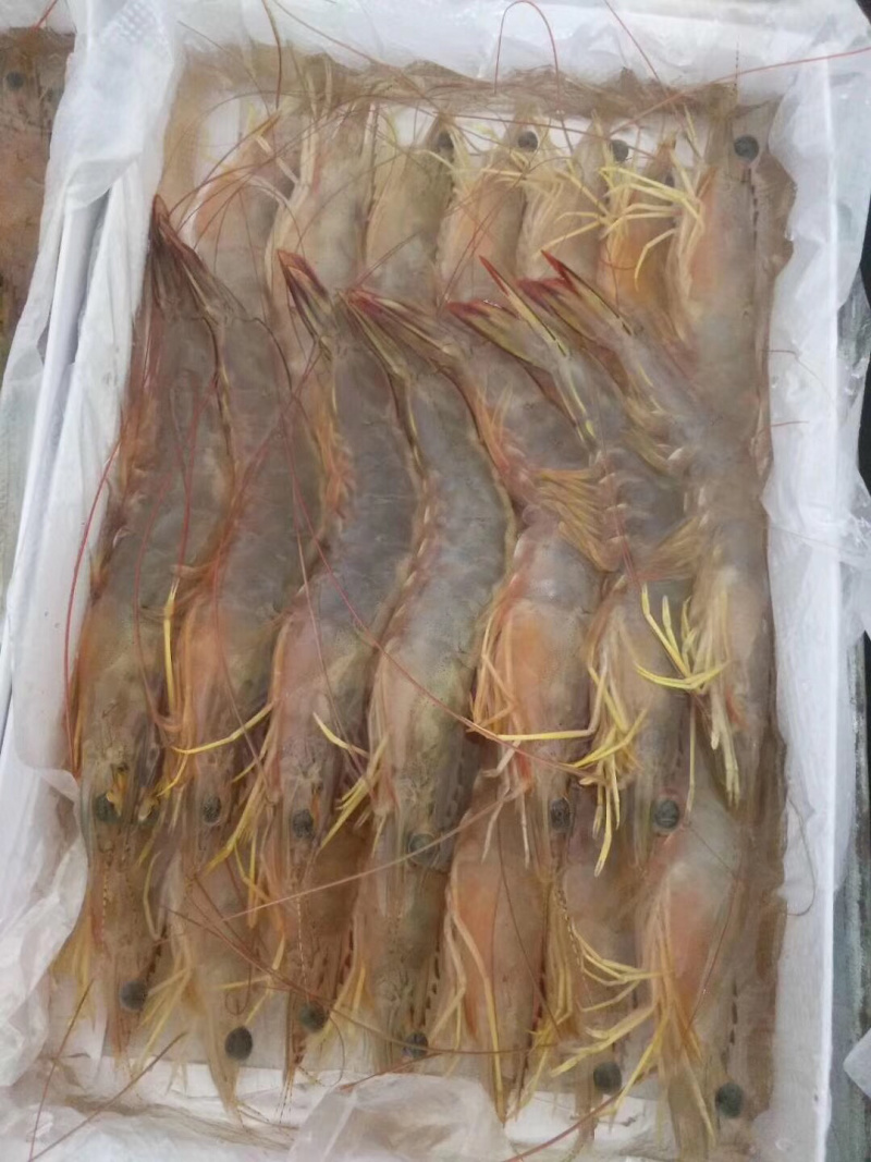 大明虾