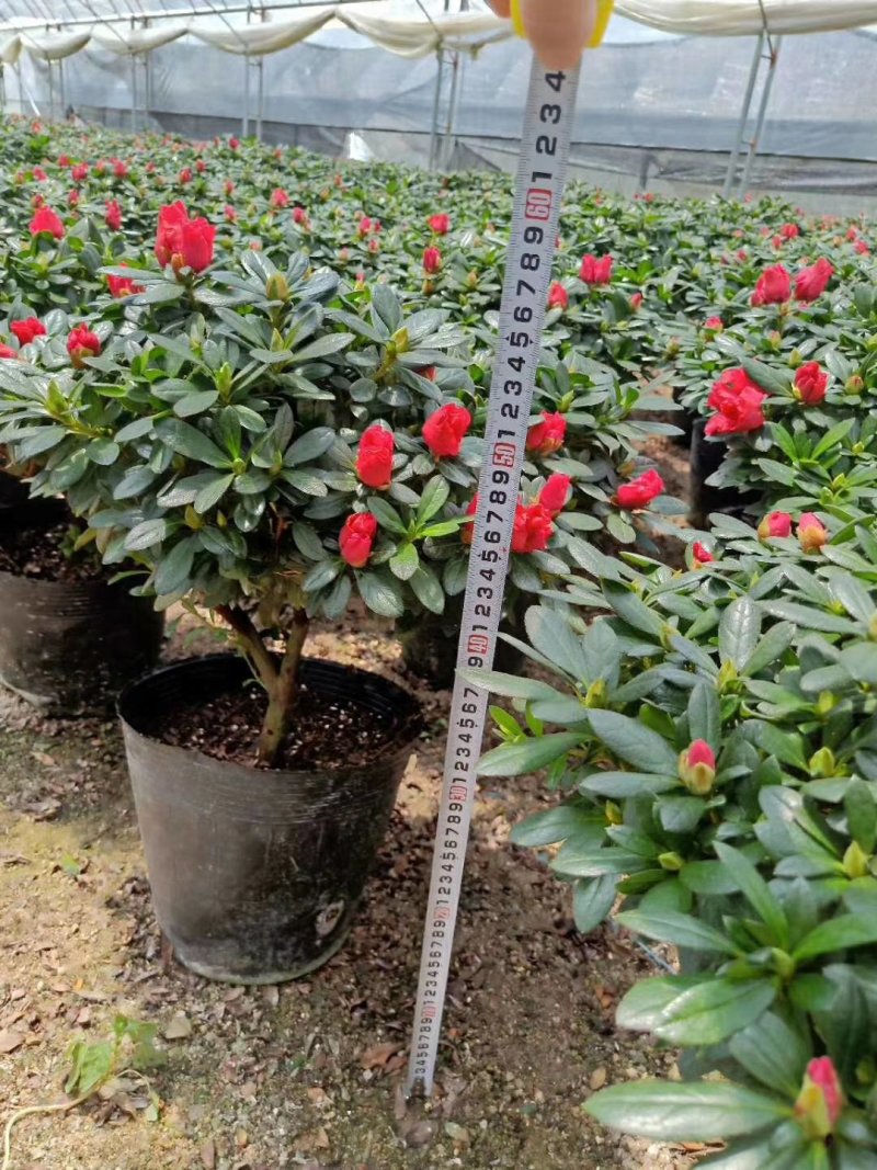 精品23杯梅红杜鹃福建基地自产自销