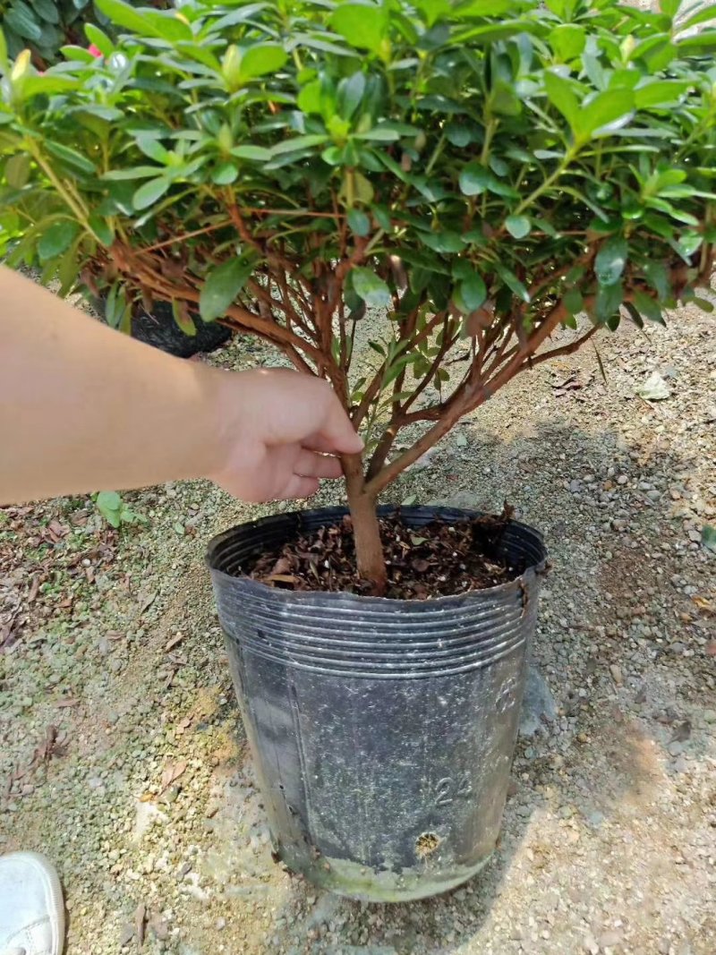 精品23杯梅红杜鹃福建基地自产自销