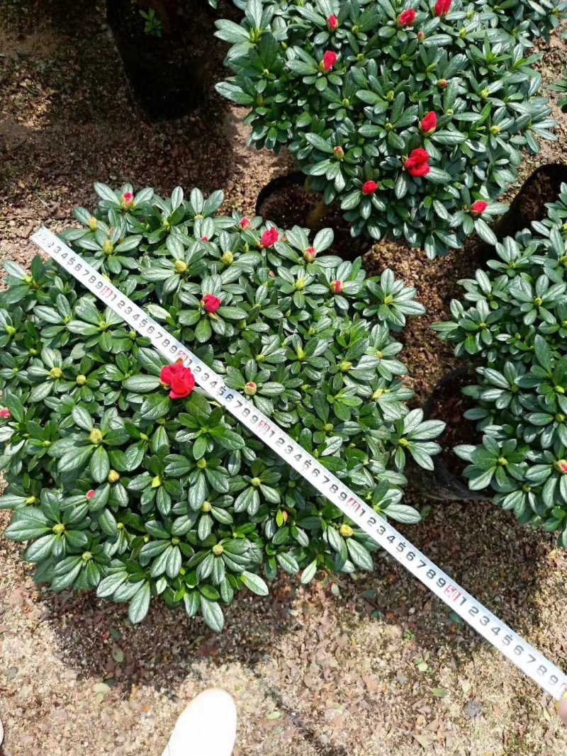 精品23杯梅红杜鹃福建基地自产自销