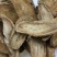 【产地直供】牛蒡根大力子黑风子中药专营