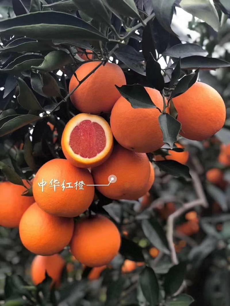 【橙子】精品血橙中华红脐橙果园直供，看中现采促销中