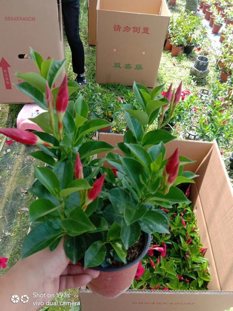 精品飘香藤福建基地自产自销