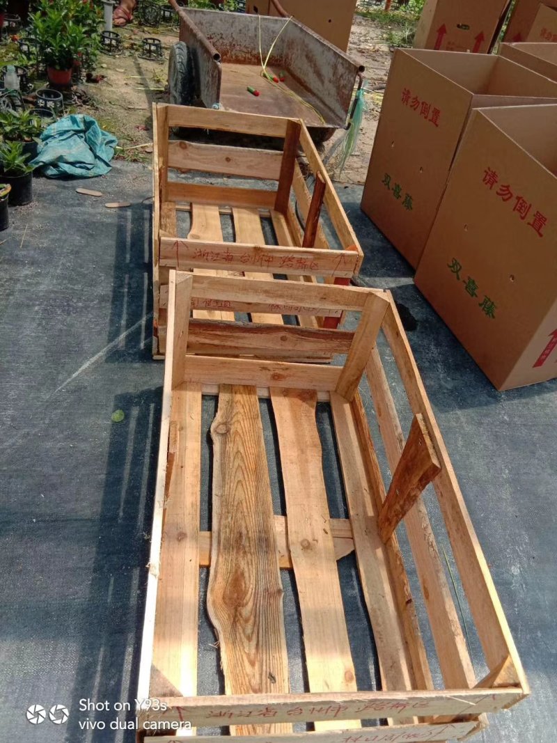 精品飘香藤福建基地自产自销