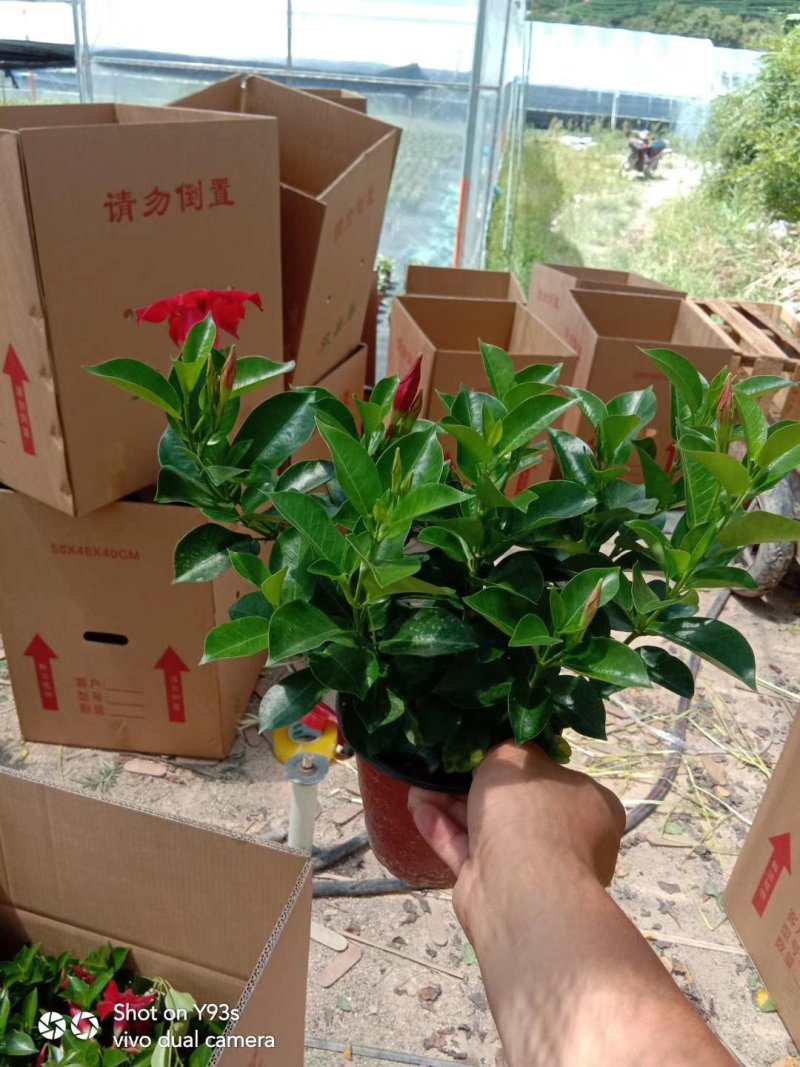 精品飘香藤福建基地自产自销