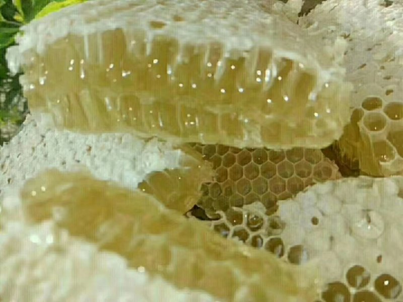 东北纯椴树成熟蜜
