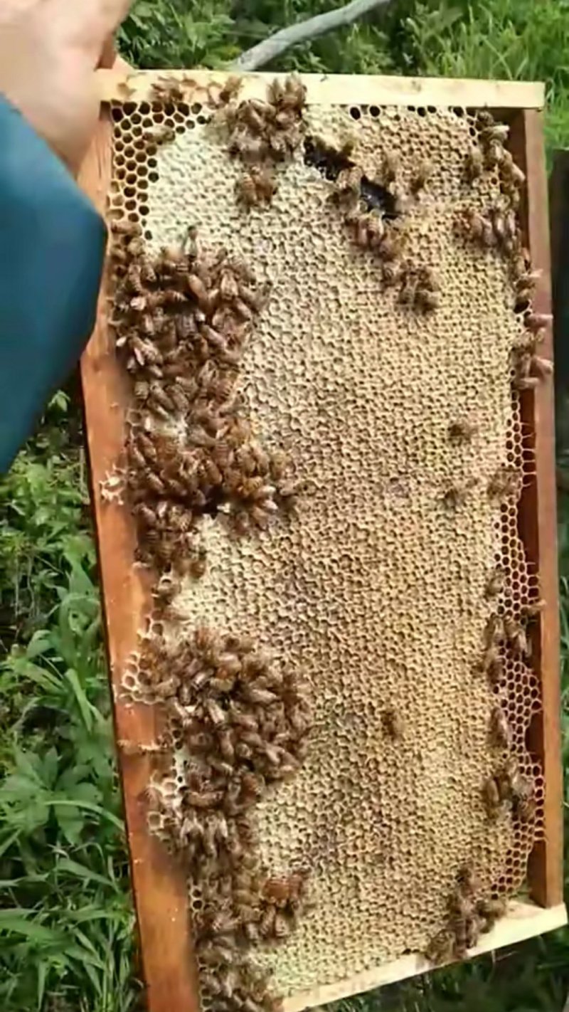 东北纯椴树成熟蜜