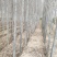 河北杨
