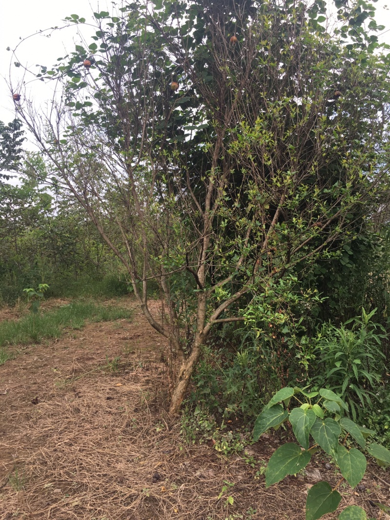 石榴树