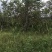 石榴树