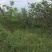 石榴树
