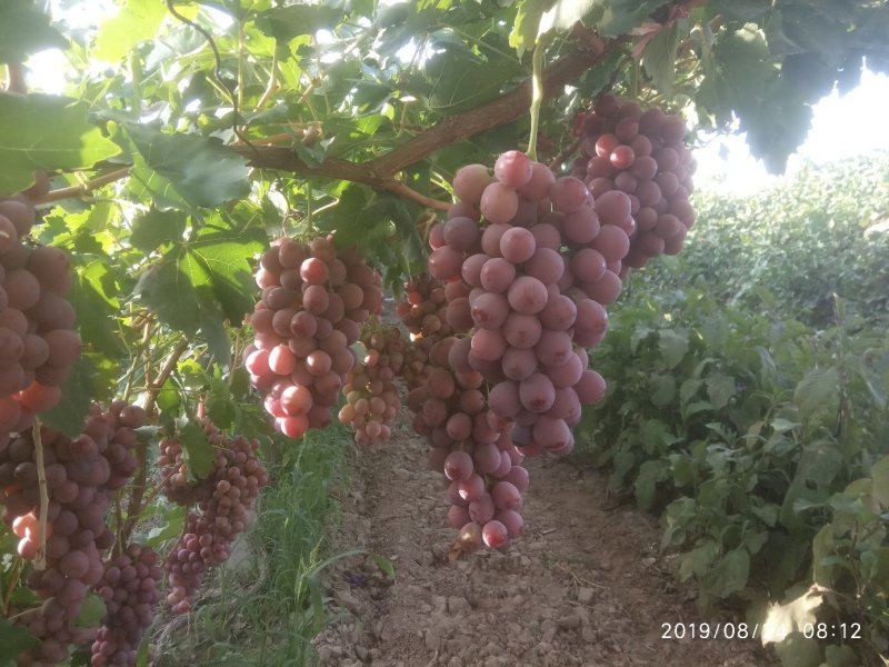 敦煌红提葡萄