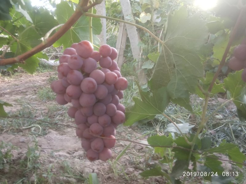 敦煌红提葡萄