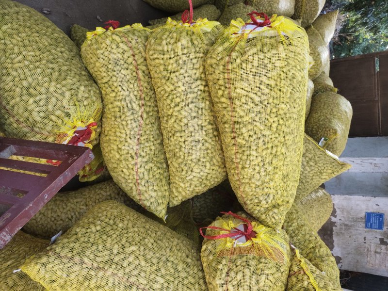 四粒红鲜花生，小白沙，鲁花，产地大量供应，超市，电商
