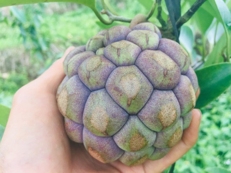 赣南布福娜预售
