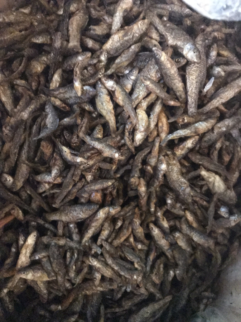 麦穗鱼忍子鱼春鱼油炸鱼无盐鱼干不苦不破肚