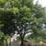 黄角树