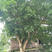 黄角树