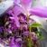 冰球子