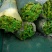 大棚种植辣椒。薄皮椒、邹皮椒皮薄肉脆、微辣