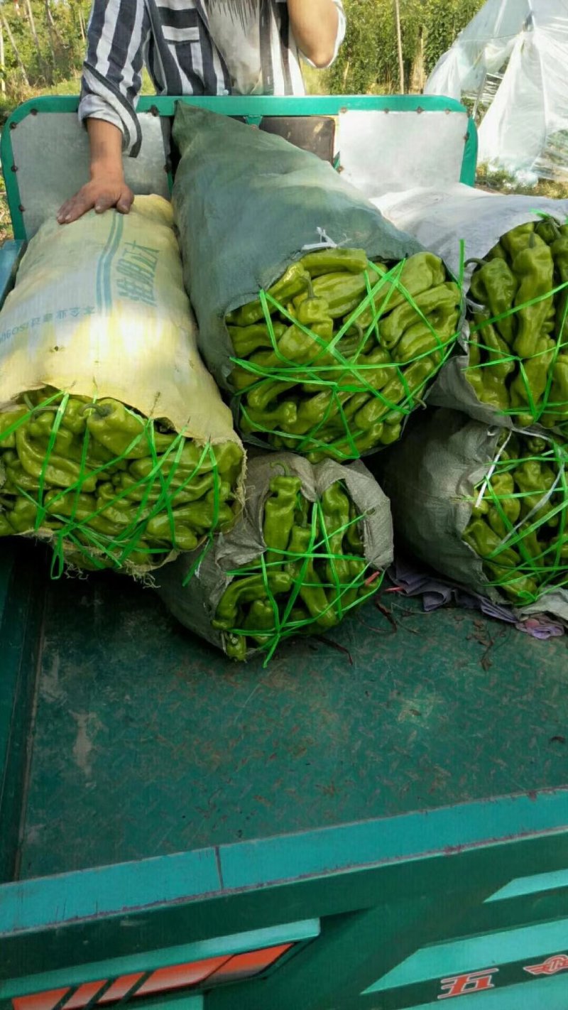 大棚种植辣椒。薄皮椒、邹皮椒皮薄肉脆、微辣