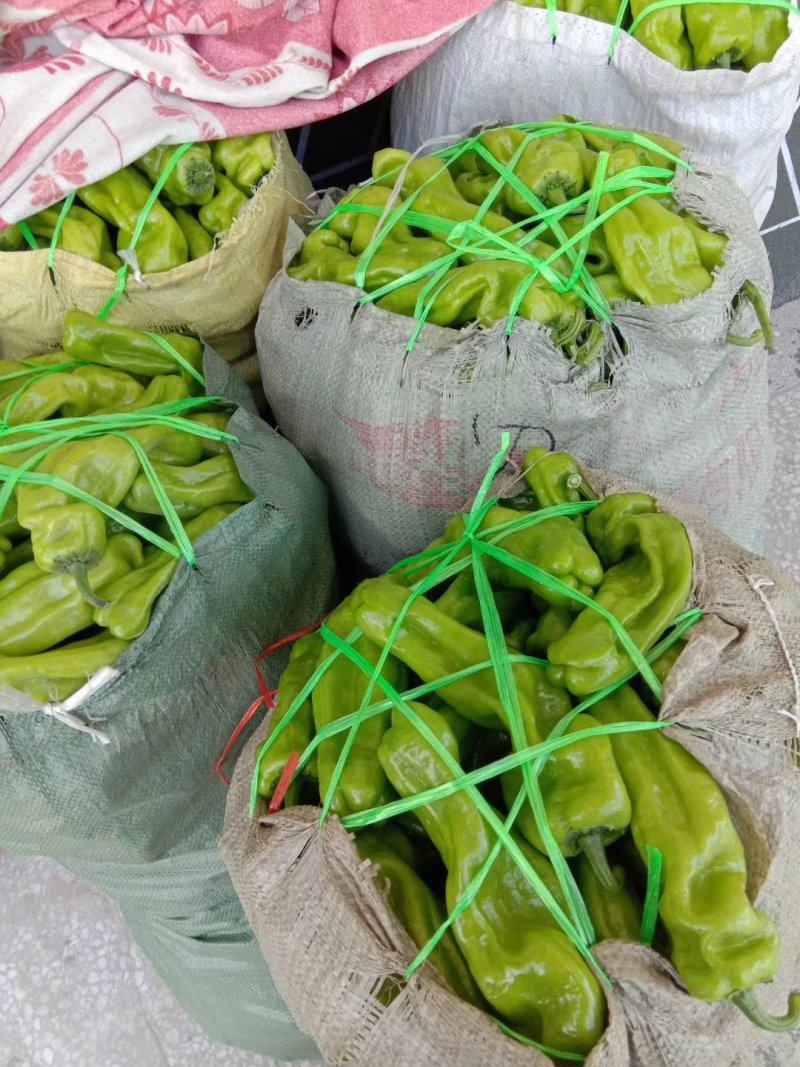 大棚种植辣椒。薄皮椒、邹皮椒皮薄肉脆、微辣