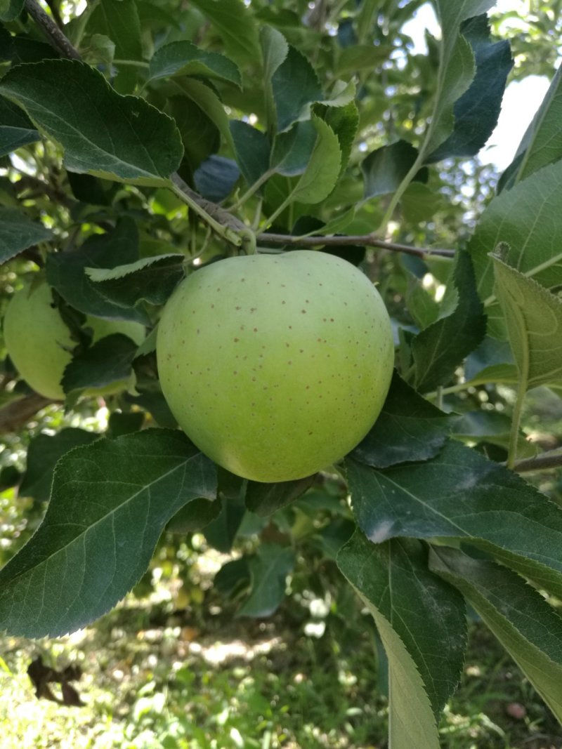 日本王林/青森王林/丑果王林/新疆王林苹果