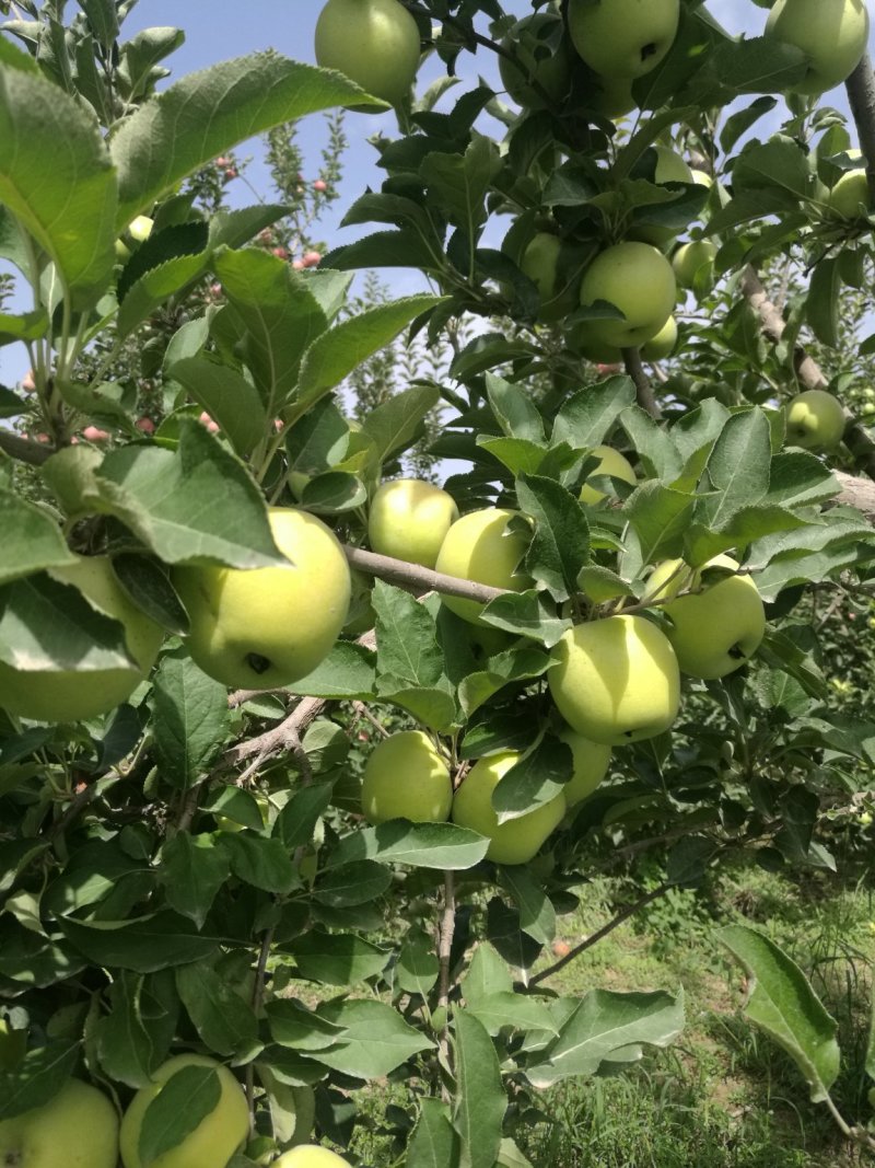 日本王林/青森王林/丑果王林/新疆王林苹果