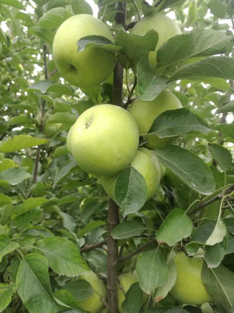 日本王林/青森王林/丑果王林/新疆王林苹果