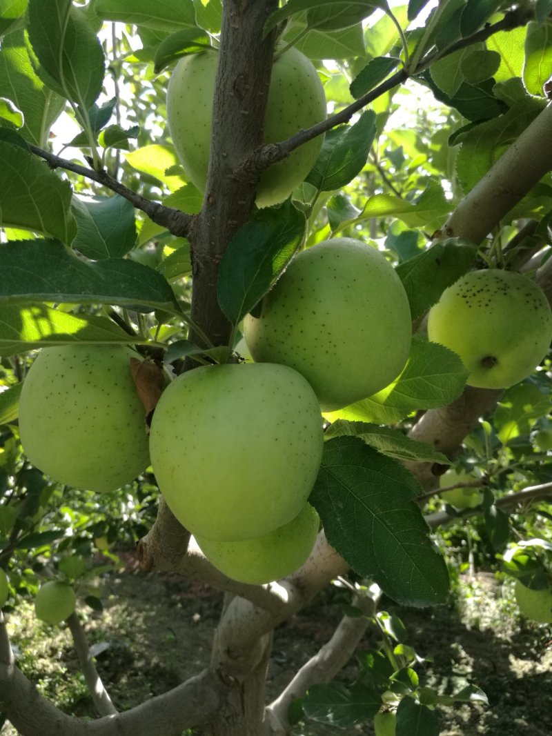 日本王林/青森王林/丑果王林/新疆王林苹果