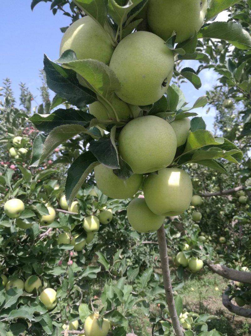 日本王林/青森王林/丑果王林/新疆王林苹果