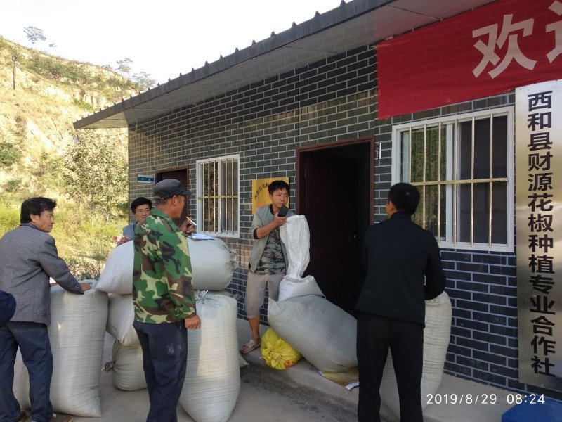 甘肃大红袍伏椒（香麻椒）