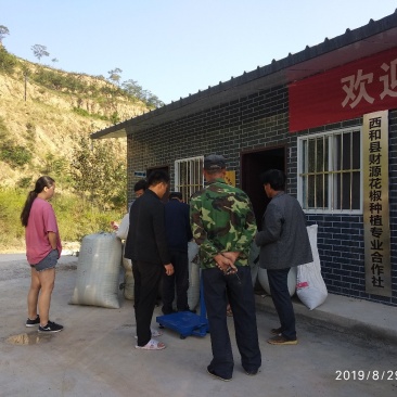 甘肃大红袍伏椒（香麻椒）