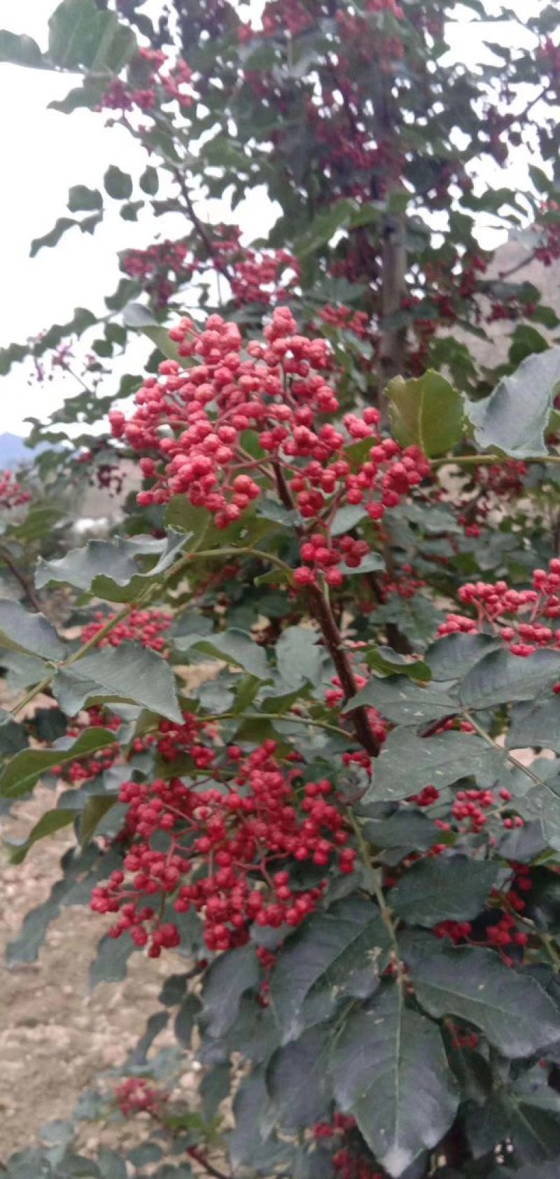 甘肃大红袍伏椒（香麻椒）