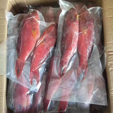 燕尾斑本地海港海鱼冰鲜鱼预定当天发货大量批发