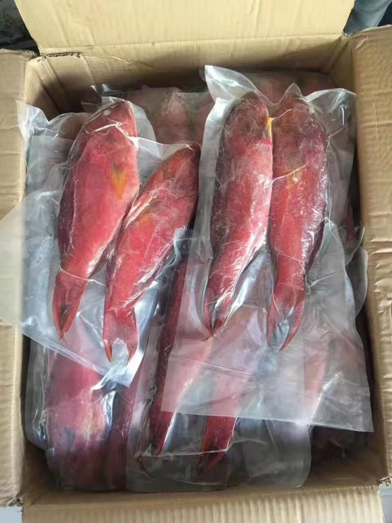 燕尾斑本地海港海鱼冰鲜鱼预定当天发货大量批发