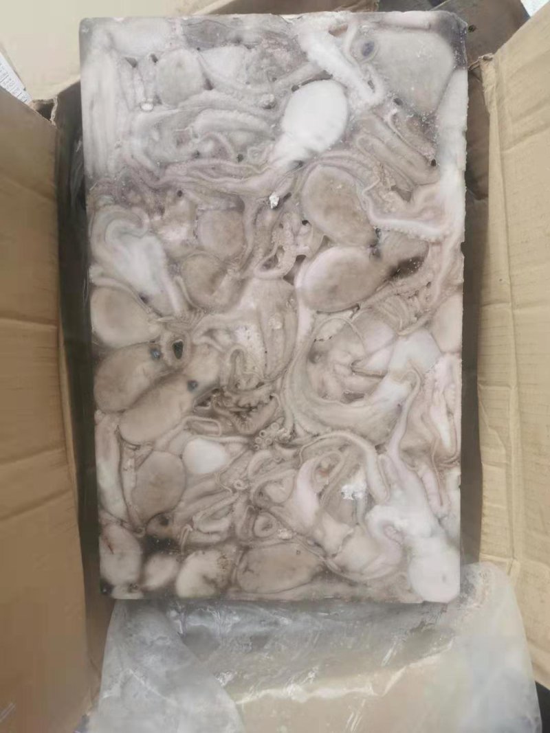 八爪鱼