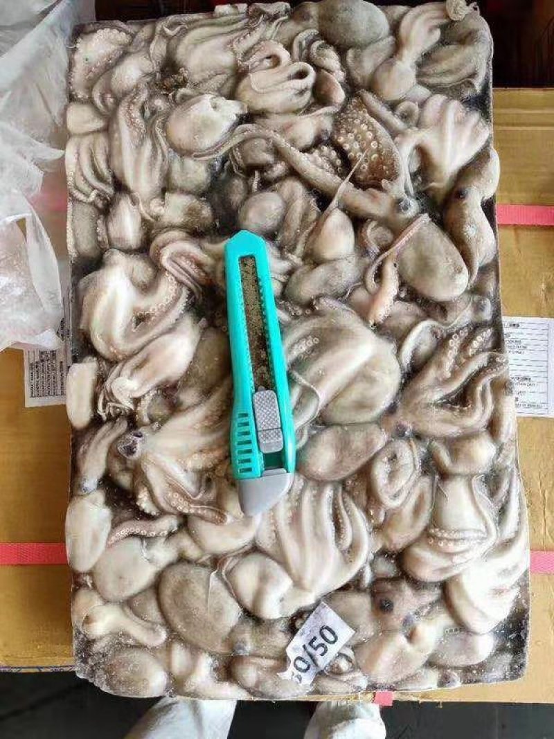 八爪鱼