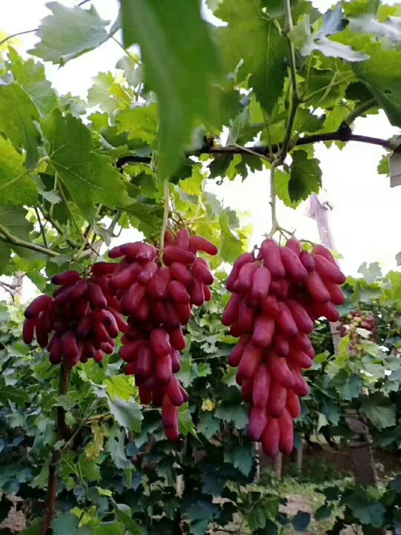 张家口涿鹿县怀来县美人指葡萄全红半红的都有