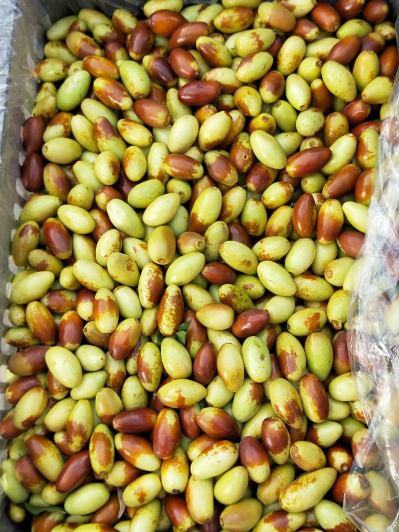 马牙枣