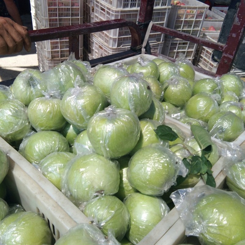 山东青苹果，华硕，鲁丽，美八，金帅大量采摘，对接电商