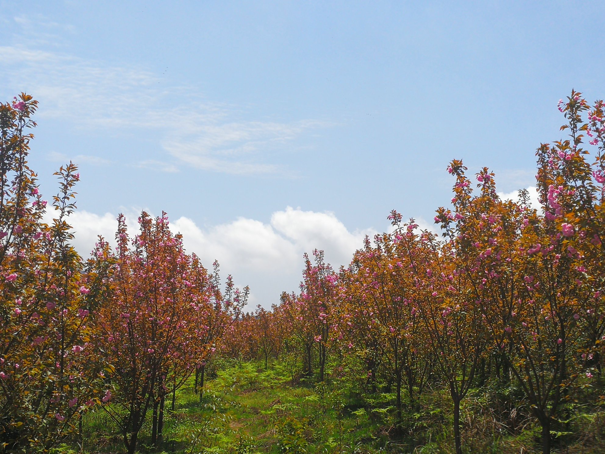 白绿色雏菊在花园中盛开