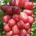 浪漫红颜葡萄种苗，现挖现发，支持种植技术指导，质优价廉