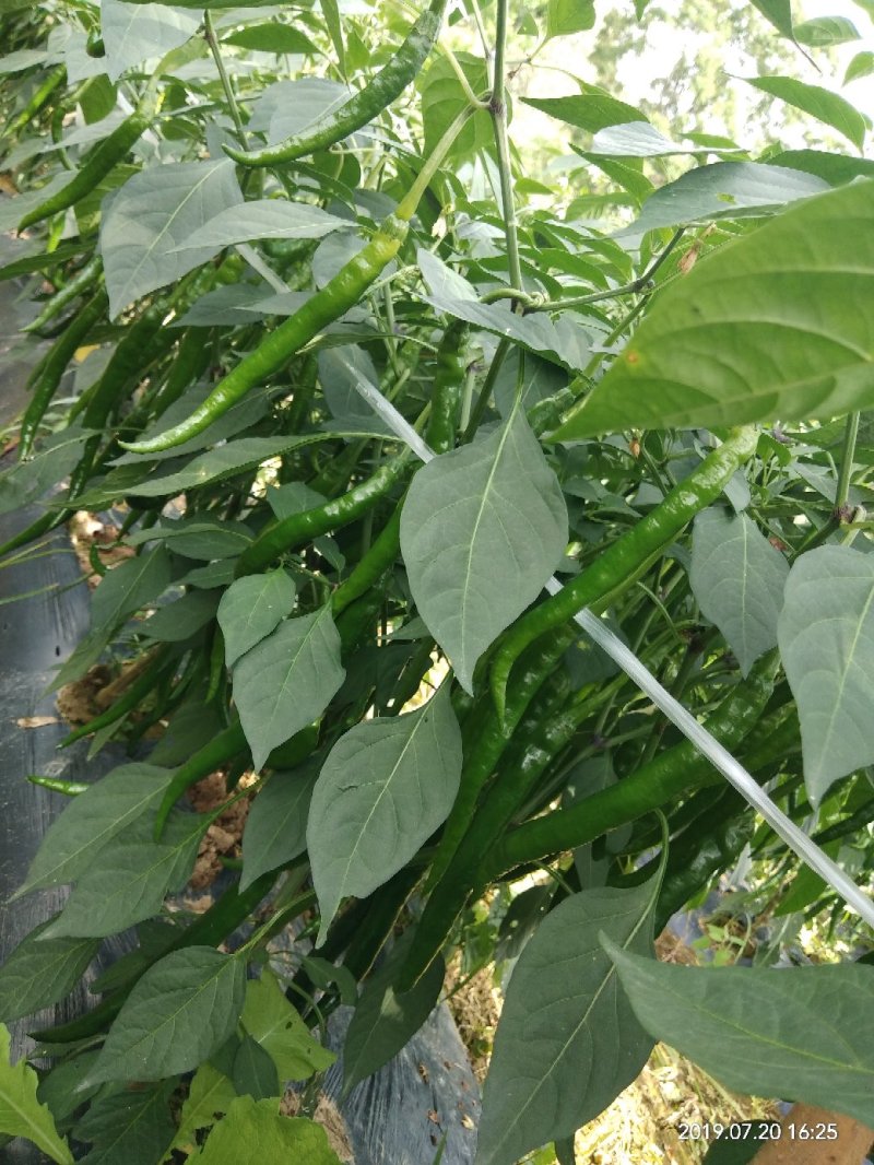 3号线椒