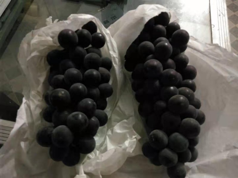 陕西蒲城夏黑，户太八号葡萄5%以下1.5~2斤