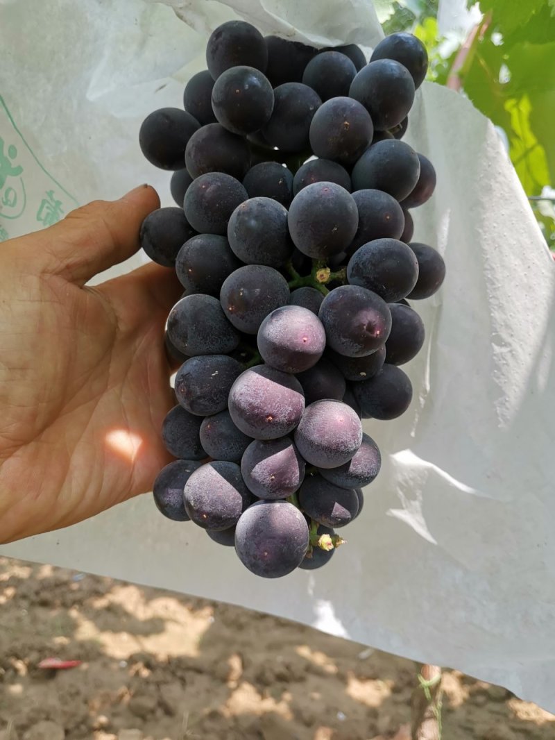 陕西蒲城夏黑，户太八号葡萄5%以下1.5~2斤